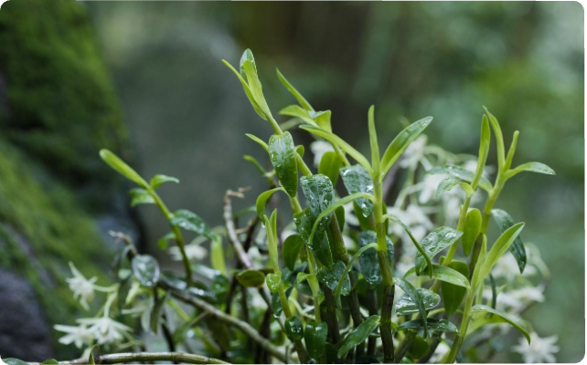 世界屋脊绽放的奇葩——川贝母