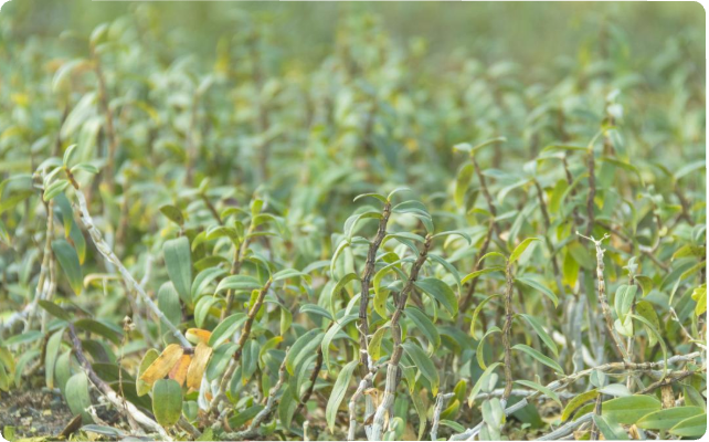 给大家讲讲金银花的繁殖