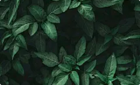 兜兰属新分类系统