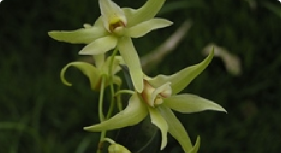 安徽大别山居群 — 铁皮石斛附生岩面