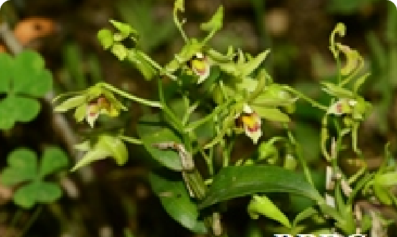 贵州梵净山居群 — 铁皮石斛生境全貌