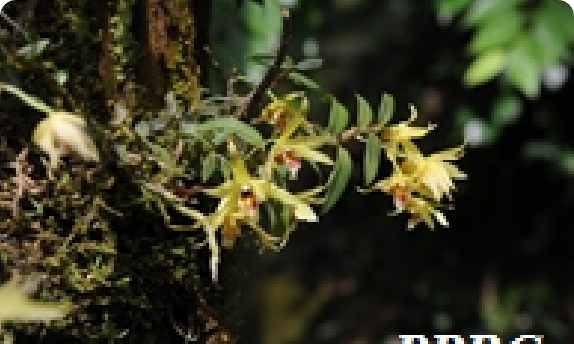 四川峨眉山居群 — 铁皮石斛花期