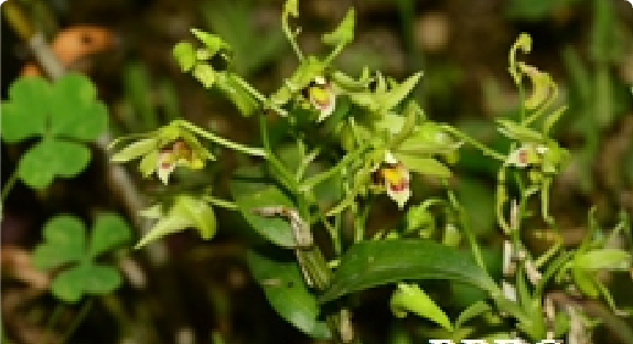 浙江天台山居群 — 铁皮石斛茎叶特写